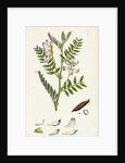 Vicia Orobus Wood Bitter Vetch by Anonymous