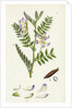 Vicia Orobus Wood Bitter Vetch by Anonymous