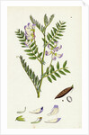 Vicia Orobus Wood Bitter Vetch by Anonymous