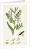 Vicia Orobus Wood Bitter Vetch by Anonymous