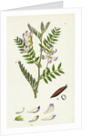 Vicia Orobus Wood Bitter Vetch by Anonymous