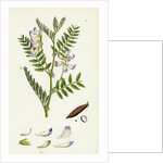 Vicia Orobus Wood Bitter Vetch by Anonymous