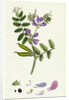 Vicia Sepium Bush Vetch by Anonymous