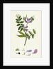 Vicia Sepium Bush Vetch by Anonymous