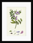 Vicia Sepium Bush Vetch by Anonymous