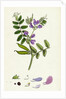 Vicia Sepium Bush Vetch by Anonymous