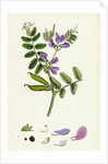 Vicia Sepium Bush Vetch by Anonymous