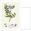 Vicia Sepium Bush Vetch by Anonymous