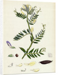 Vicia Eu-Lutea Bush-Podded Yellow Vetch by Anonymous