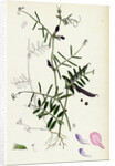 Vicia Angustifolia Var. A Segetalis Common Wild Vetch Var. A. by Anonymous