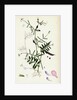 Vicia Angustifolia Var. A Segetalis Common Wild Vetch Var. A. by Anonymous