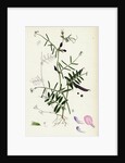 Vicia Angustifolia Var. A Segetalis Common Wild Vetch Var. A. by Anonymous