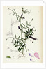 Vicia Angustifolia Var. A Segetalis Common Wild Vetch Var. A. by Anonymous