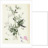 Vicia Angustifolia Var. A Segetalis Common Wild Vetch Var. A. by Anonymous