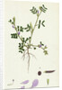 Vicia Lathyroides Spring Vetch by Anonymous