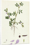 Vicia Lathyroides Spring Vetch by Anonymous
