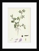Vicia Lathyroides Spring Vetch by Anonymous