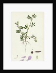 Vicia Lathyroides Spring Vetch by Anonymous