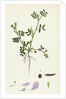 Vicia Lathyroides Spring Vetch by Anonymous