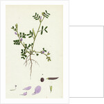 Vicia Lathyroides Spring Vetch by Anonymous