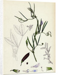 Vicia Bithynica Bithynian Vetch by Anonymous