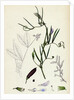 Vicia Bithynica Bithynian Vetch by Anonymous