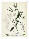 Vicia Bithynica Bithynian Vetch by Anonymous