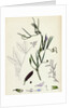 Vicia Bithynica Bithynian Vetch by Anonymous
