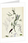 Vicia Bithynica Bithynian Vetch by Anonymous