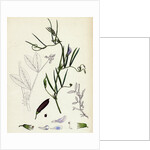 Vicia Bithynica Bithynian Vetch by Anonymous