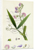 Lathyrus Sylvestris Narrow-Leaved Everlasting Pea by Anonymous