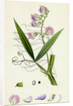 Lathyrus Sylvestris Narrow-Leaved Everlasting Pea by Anonymous