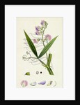 Lathyrus Sylvestris Narrow-Leaved Everlasting Pea by Anonymous