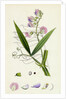 Lathyrus Sylvestris Narrow-Leaved Everlasting Pea by Anonymous