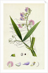Lathyrus Sylvestris Narrow-Leaved Everlasting Pea by Anonymous