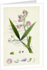 Lathyrus Sylvestris Narrow-Leaved Everlasting Pea by Anonymous