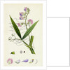 Lathyrus Sylvestris Narrow-Leaved Everlasting Pea by Anonymous