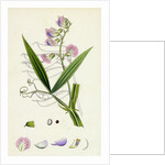 Lathyrus Sylvestris Narrow-Leaved Everlasting Pea by Anonymous
