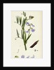 Lathyrus Palustris Marsh Vetchling by Anonymous