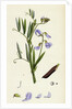 Lathyrus Palustris Marsh Vetchling by Anonymous