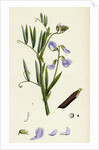Lathyrus Palustris Marsh Vetchling by Anonymous