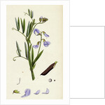 Lathyrus Palustris Marsh Vetchling by Anonymous