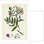 Lathyrus Niger Black Bitter Vetch by Anonymous