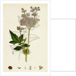 Spiraea Ulmaria Meadow-Sweet by Anonymous