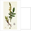 Agrimonia Eupatoria Common Agrimony by Anonymous