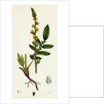 Agrimonia Eupatoria Common Agrimony by Anonymous