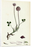 Trifolium Fragiferum Strawberry-Headed Trefoil by Anonymous
