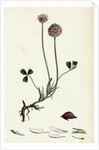 Trifolium Fragiferum Strawberry-Headed Trefoil by Anonymous