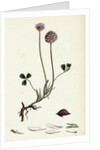 Trifolium Fragiferum Strawberry-Headed Trefoil by Anonymous