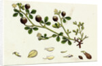 Trifolium Procumbens Hop Trefoil by Anonymous